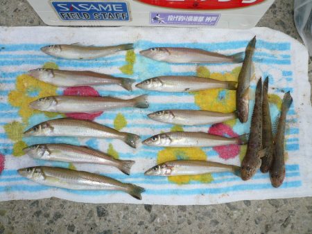 今シーズンラスト釣行(?)