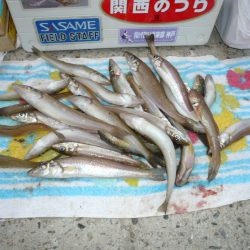 シーズンラスト釣行