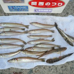 「２０１５」ラスト釣行Ⅱ