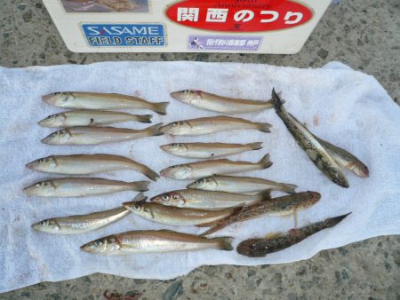 「２０１５」ラスト釣行Ⅱ