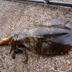 まだ釣れるかも♪