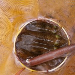 人生初　・・・