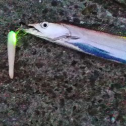 太刀魚つり納め?砂上げ場