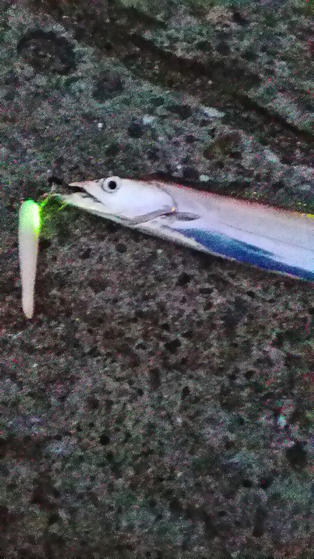 太刀魚つり納め？砂上げ場