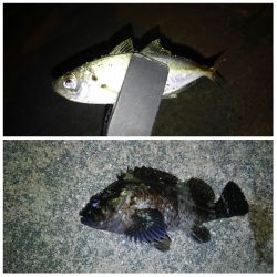 大漁でした〜！