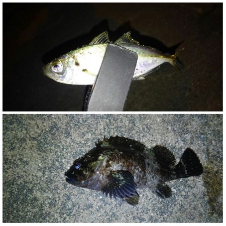 大漁でした〜！