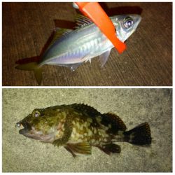 根魚好調ですね！