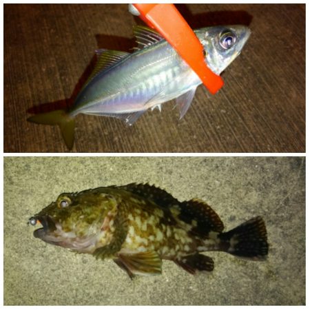 根魚好調ですね！