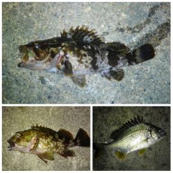 5目達成しました〜！！