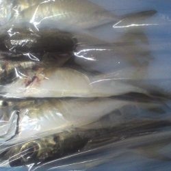 初めてのエステルライン使用。