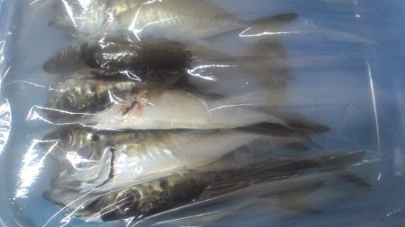 初めてのエステルライン使用。