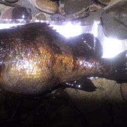 メバル接岸調査