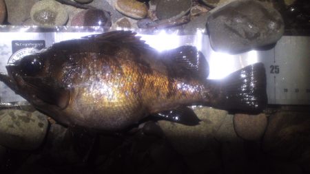 メバル接岸調査