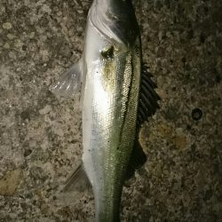 釣り納めはまだ