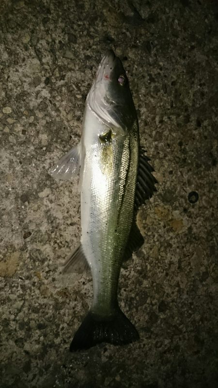 釣り納めはまだ