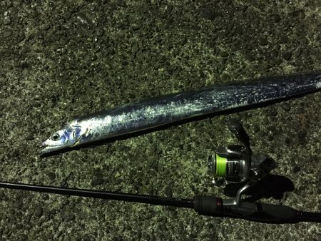 アジング時々サーベリング