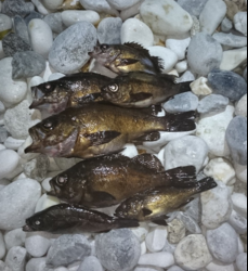 田尻シャローでメバリング