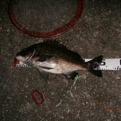 チヌコスリ釣り