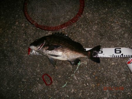 チヌコスリ釣り