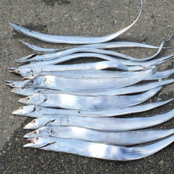 竿納したつもりが……