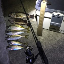 ご無沙汰メバル！