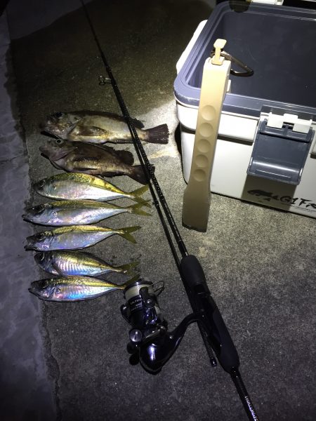 ご無沙汰メバル！