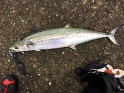 泉南青物ゲーム