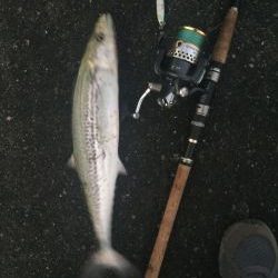 最後の一投にサゴシ