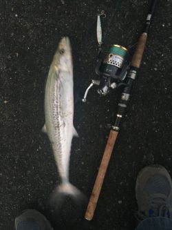 最後の一投にサゴシ