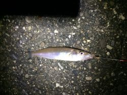 カレイ狙いで行ったけど