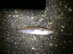 カレイ狙いで行ったけど