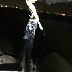 ニューロッドの試投に