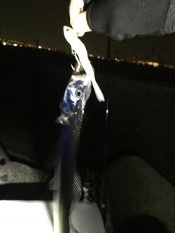 ニューロッドの試投に