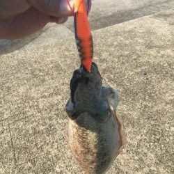 今日もエギング