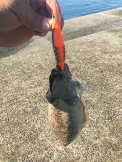 今日もエギング