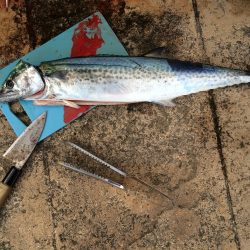 サゴシ釣り納め