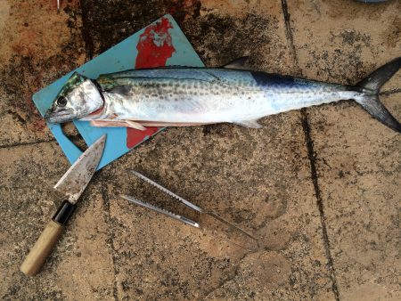 サゴシ釣り納め