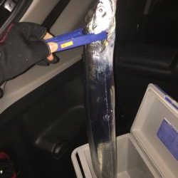 サゴシ不発で太刀魚