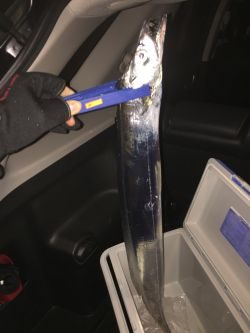 サゴシ不発で太刀魚