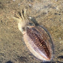 brotherとエギング