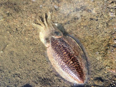 brotherとエギング