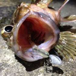 メバ…ガシリングf^_^;