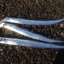 タチウオワインド