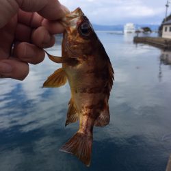 倶楽部通信  15年釣り納め