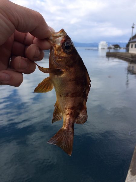 倶楽部通信  15年釣り納め