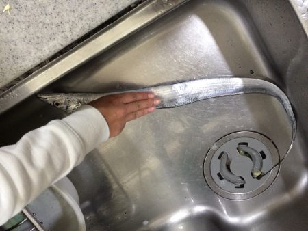 今週くらいで終わりかな、太刀魚