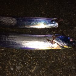 新竿にて釣り納め