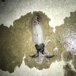 まだおった！！