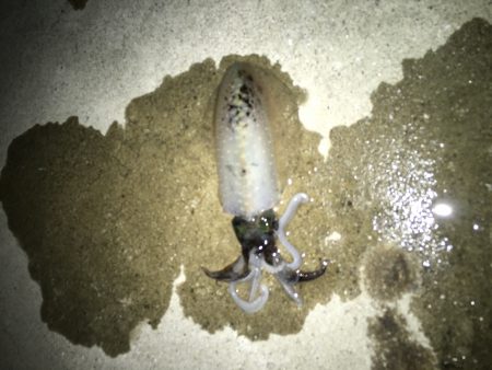 まだおった！！