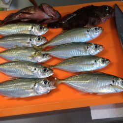 久々のアジング